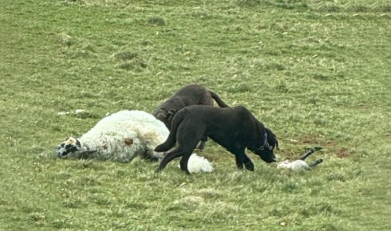 Police are urging people to keep their dogs on lead around livestock Picture: Ian Knight