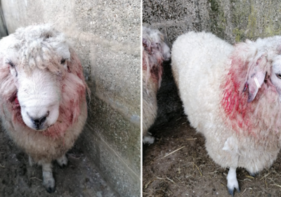 Police are urging dog owners to keep their pets under control Picture: Dorset Police