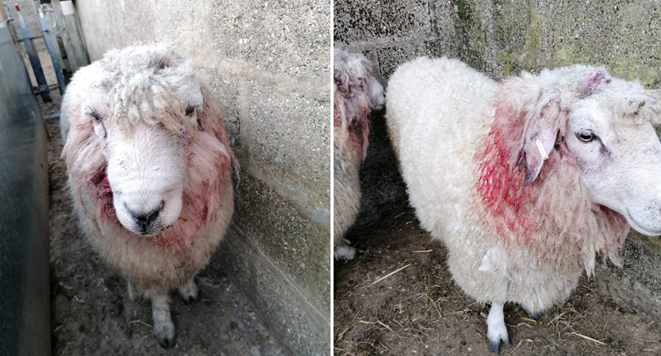 Police are urging dog owners to keep their pets under control Picture: Dorset Police