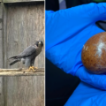 Police have released these images as reference Picture: Dorset Police