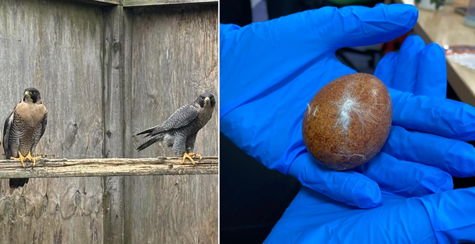 Police have released these images as reference Picture: Dorset Police