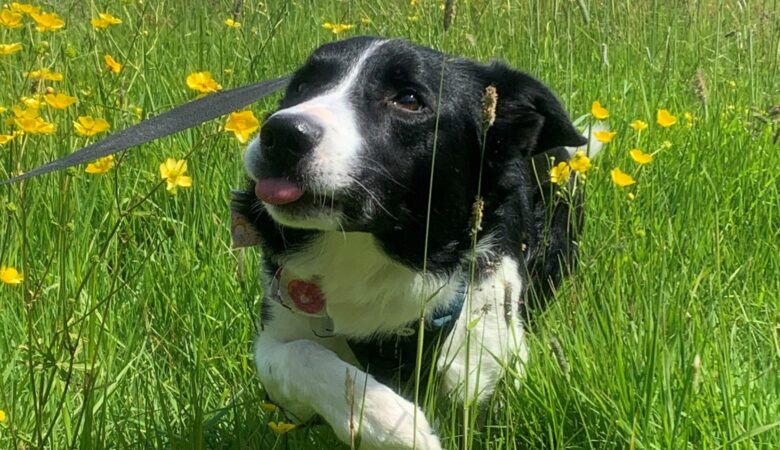 If dogs like Charlie (pictured) aren't microchipped, his owner could be faced with a hefty fine