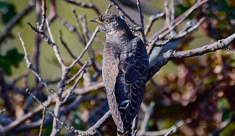 Shaftesbury Nature Collective is hoping to raise the profile of the cuckoo Picture: Mike Ball 
