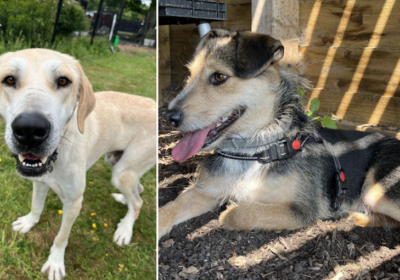 Both dogs are ready for a brighter future Pictures: Somerset and Dorset Animal Rescue
