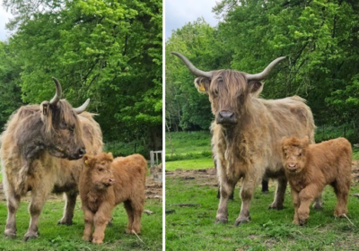 People will be able to guess the name of the baby cow Picture: Piddletrenthide & Plush Fete
