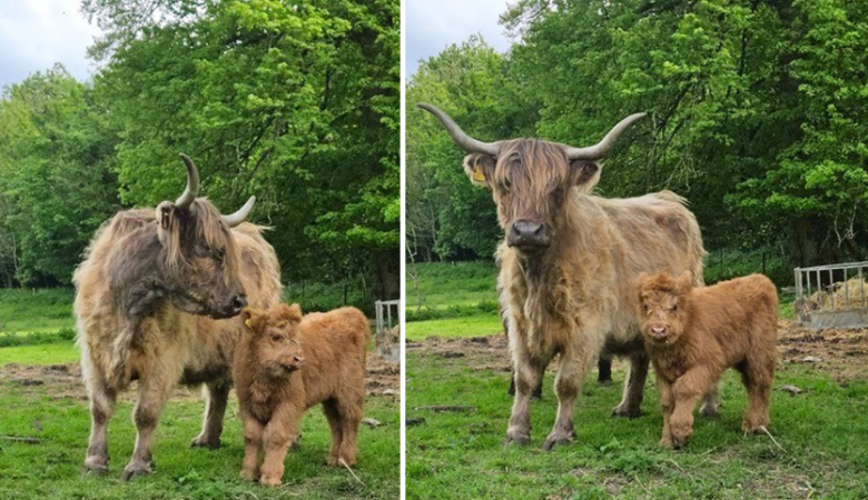 People will be able to guess the name of the baby cow Picture: Piddletrenthide & Plush Fete