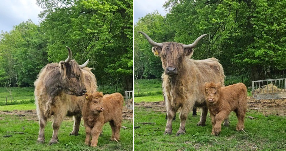 People will be able to guess the name of the baby cow Picture: Piddletrenthide & Plush Fete