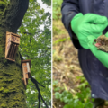 The Gillshed bat boxes have welcomed some rare bat species Pictures: Dorset Wildlife Trust