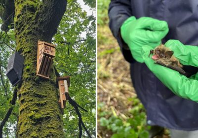 The Gillshed bat boxes have welcomed some rare bat species Pictures: Dorset Wildlife Trust