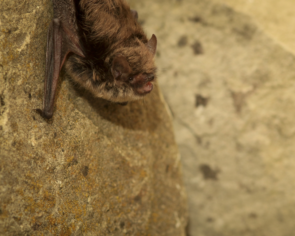 A close-up of a whiskered bat Picture: Dorset Wildlife Trust/Tom Marshall