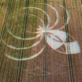 The crop circle was discovered in a field in the Cerne Abbas area. Picture: Dorset Police