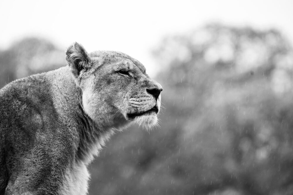 Malaika was known as the queen of the pride Picture: Longleat