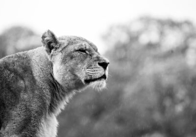 Malaika was known as the queen of the pride Picture: Longleat