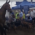 Wessex Bloodhouds at the show, whose bloodhounds hunt the natural scent of human runners Picture: AAF YouTube