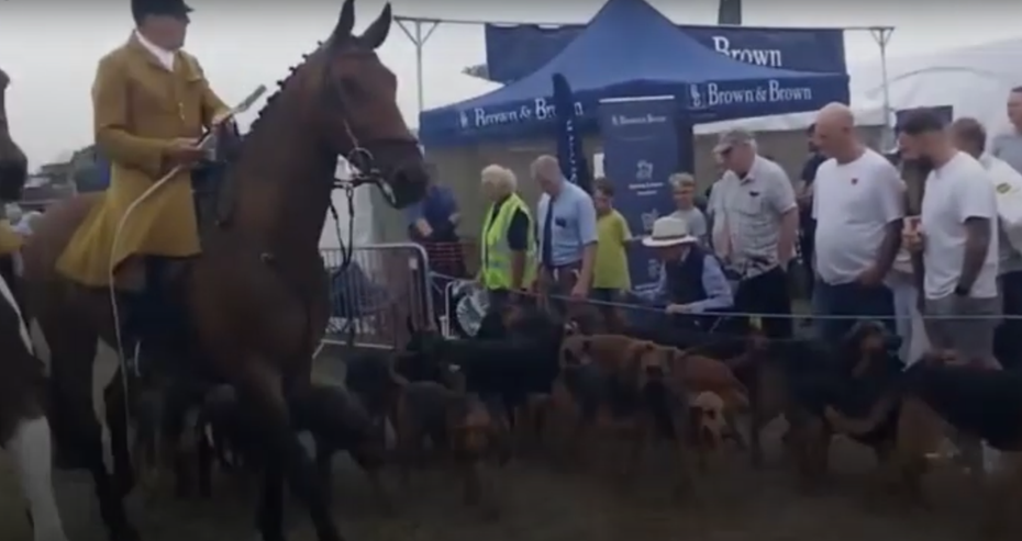 Wessex Bloodhouds at the show, whose bloodhounds hunt the natural scent of human runners Picture: AAF YouTube