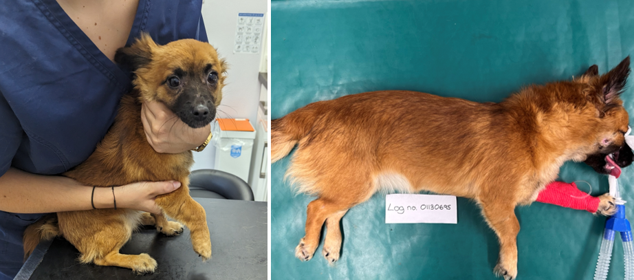 Poppy is now in a loving home Pictures: RSPCA