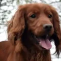 Red cocker spaniel Gerry was found two days after reportedly being taken from a West Dorset property. Picture: Dorset Police