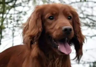 Red cocker spaniel Gerry was found two days after reportedly being taken from a West Dorset property. Picture: Dorset Police