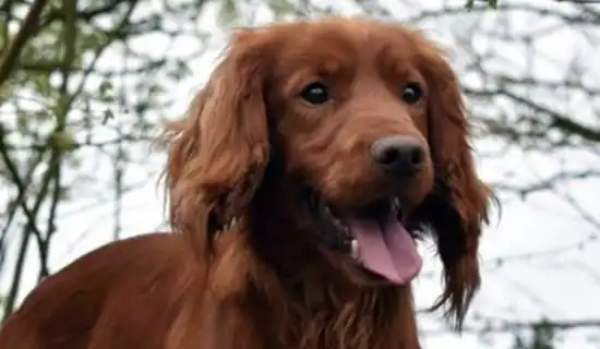 Red cocker spaniel Gerry was found two days after reportedly being taken from a West Dorset property. Picture: Dorset Police