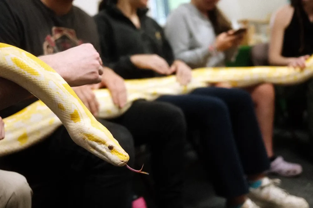 The Reptile Academy is running sessions for children over the Christmas break