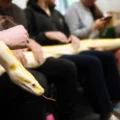 The Reptile Academy is running sessions for children over the Christmas break