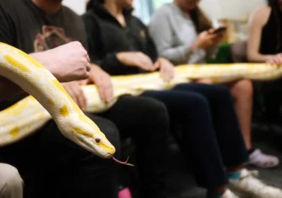 The Reptile Academy is running sessions for children over the Christmas break