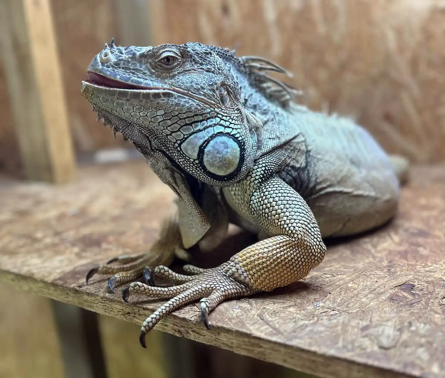 The Reptile Academy is running sessions for children over the Christmas break