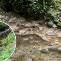 Pollution traced to Marsh Farm in October 2023 and inset, pollution from Drummers farm. Pictures: EA