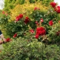Mere bowls player Les Mainwaring has been chosen to represent his country by Bowls England - after cutting his roses!