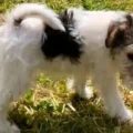 Bonita was reported missing from a property near Bridport. Picture: Dorset Police