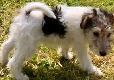 Bonita was reported missing from a property near Bridport. Picture: Dorset Police