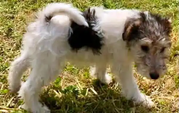 Bonita was reported missing from a property near Bridport. Picture: Dorset Police