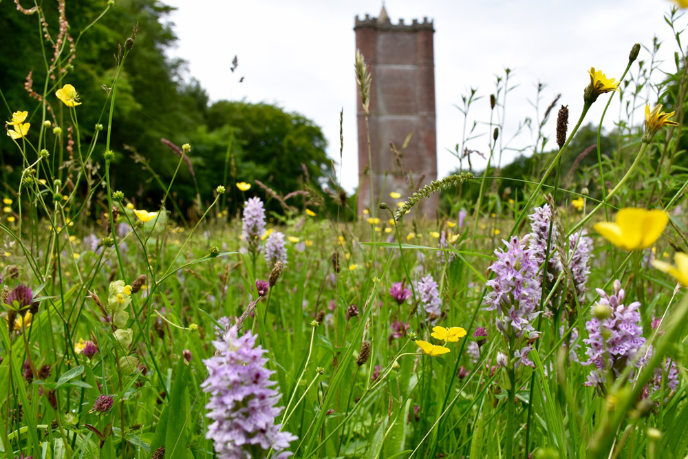 A wildflower meadow surrounding King Alfred's Tower at Stourhead, Wiltshire