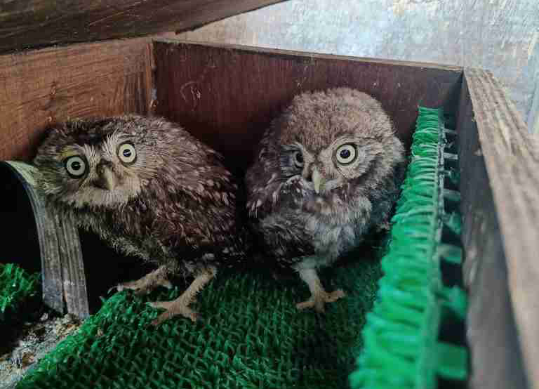 Axl and Slash are now recuperating at the Secret World Wildlife Rescue, near Highbridge. Picture: SWWR