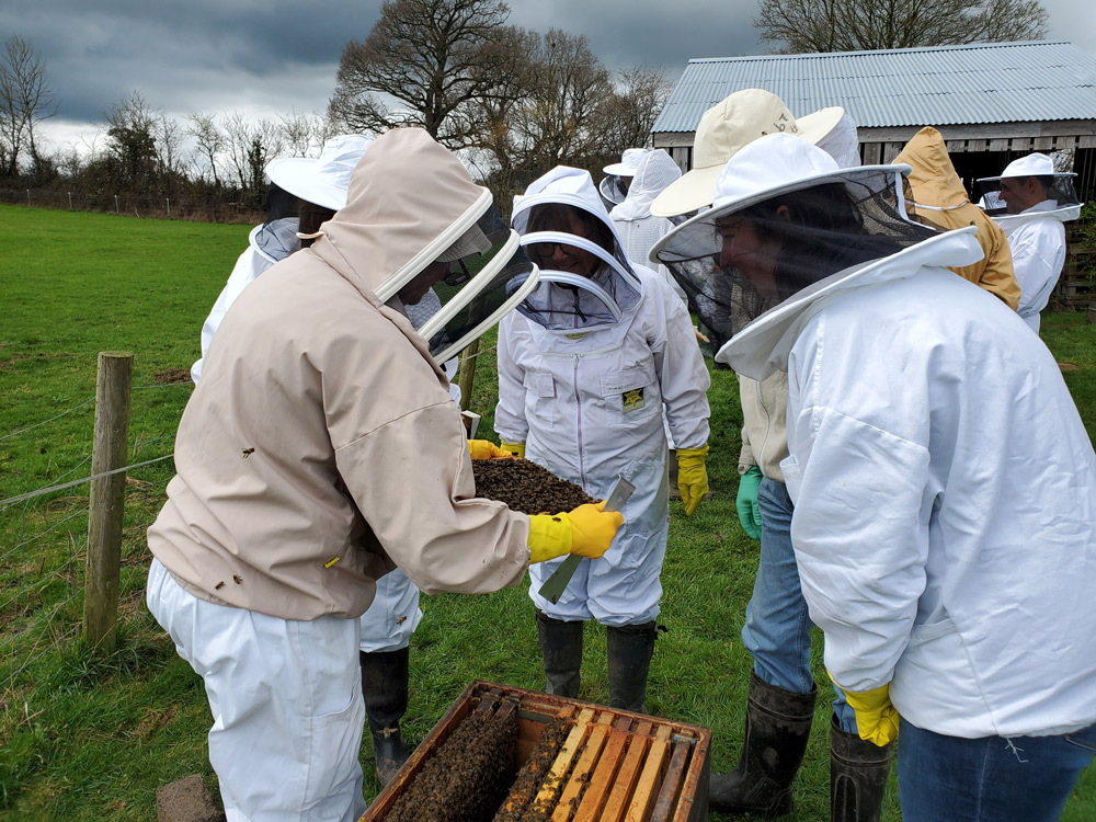 The first day at (bee) school | The New Blackmore Vale Magazine | In ...