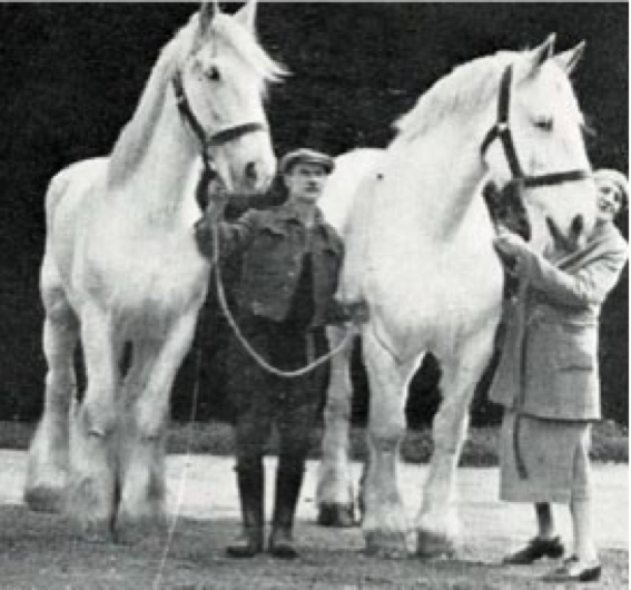 Estate animal sanctuary founder Nina and two horses which were saved from slaughter after the mechanisation of the dust carts 