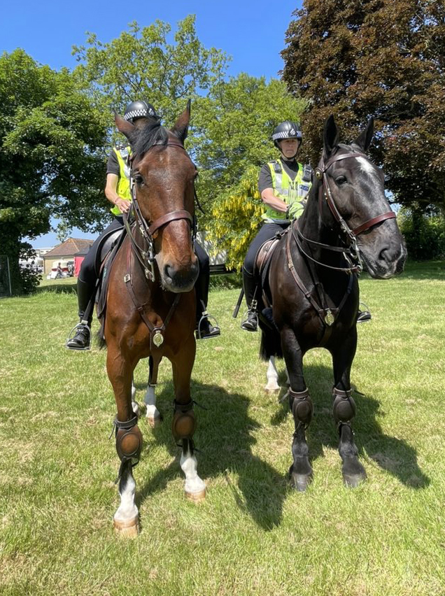 Avon and Somerset Police horses mingled with visitors