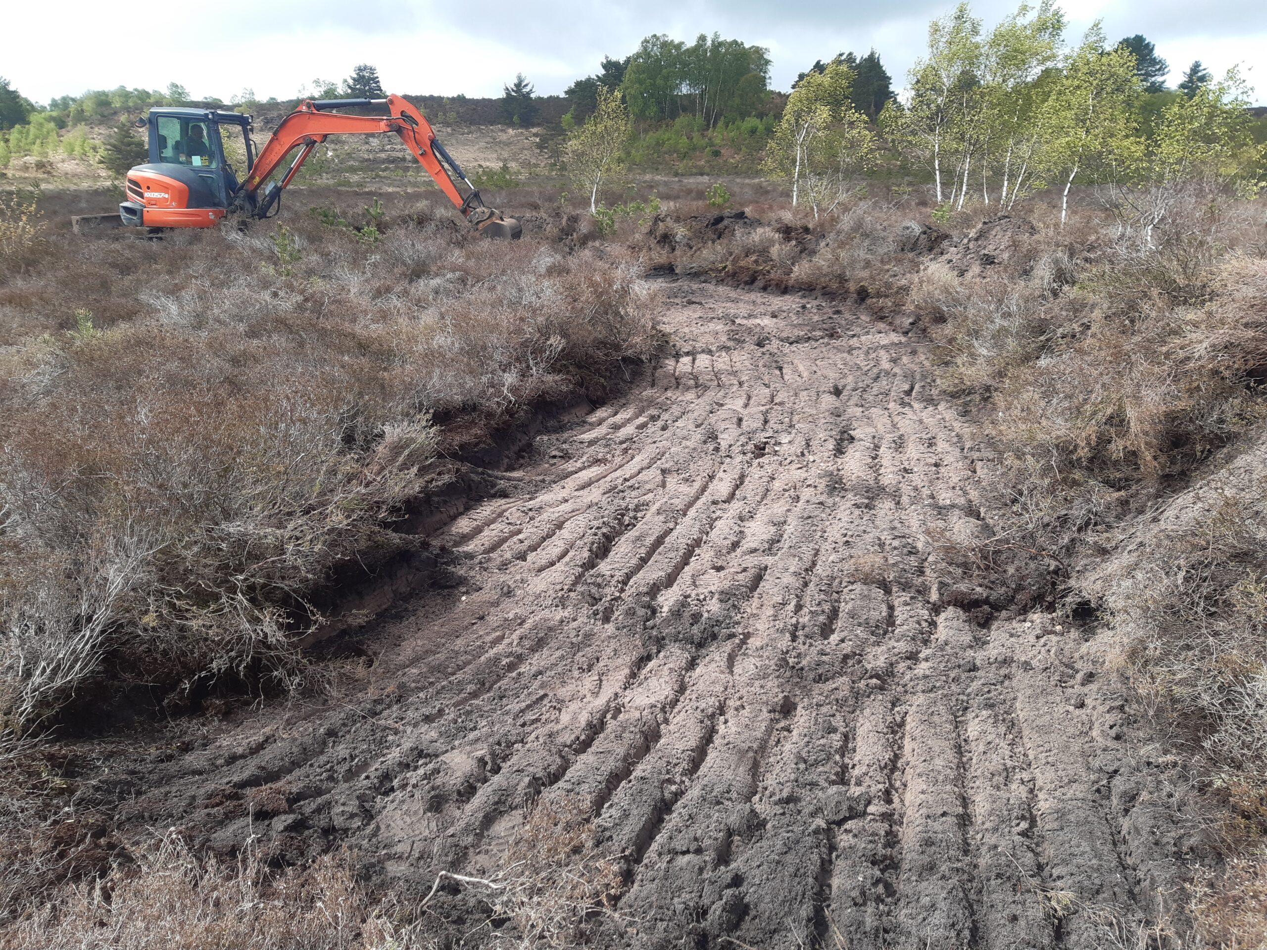 Scrapes will be constructed to help Dorset species. Picture: Steve Masters/Dorset Wildlife Trust