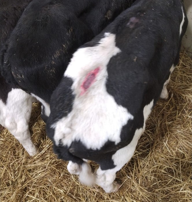 The court was told the calves suffered injuries during the journey Picture Dorset Council