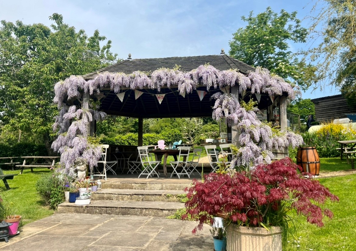 The pagoda-style shelter, complete with wisteria