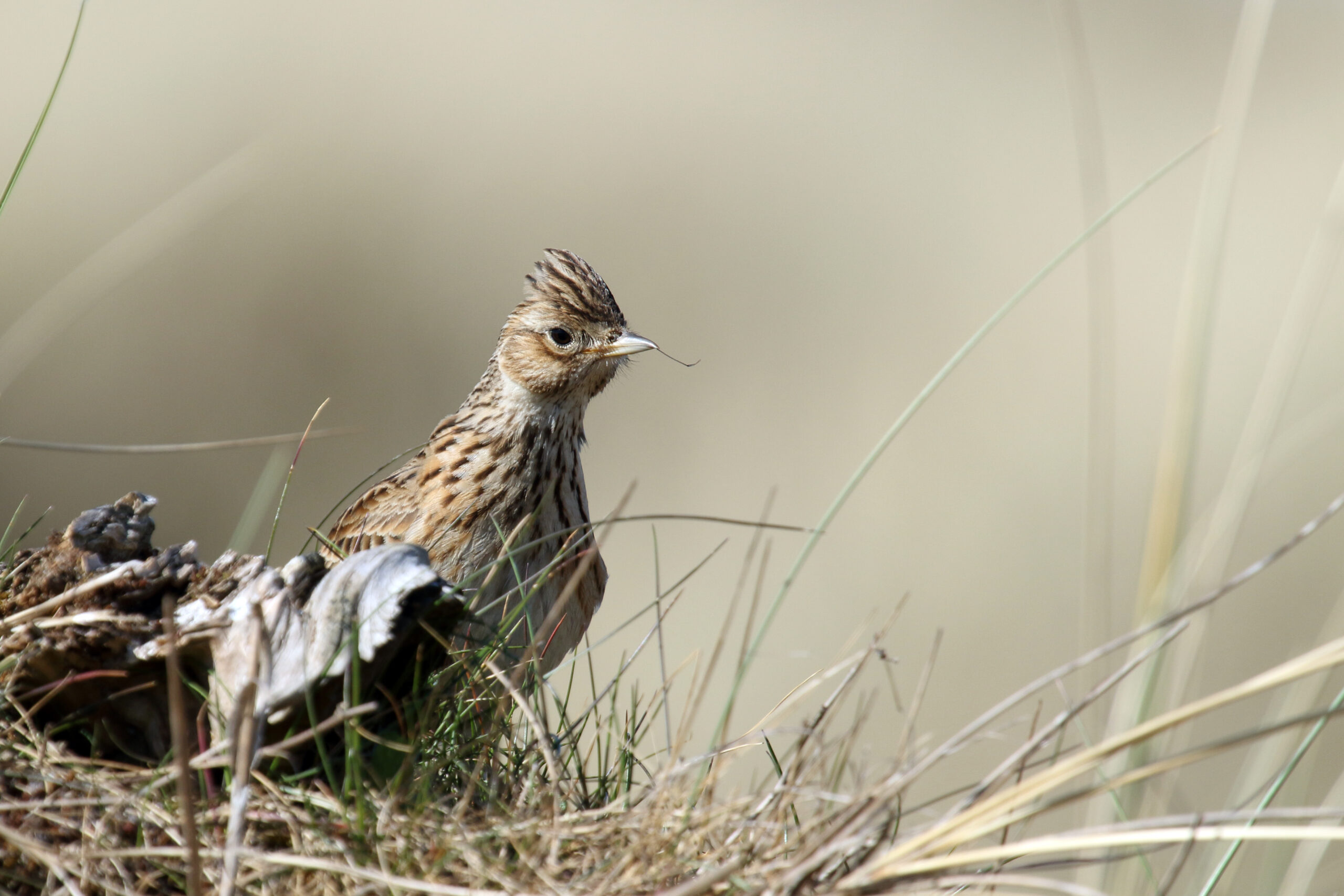 A skylark at the Wild Woodbury site. Picture: Vaughn Matthews/Dorset Wildlife Trust