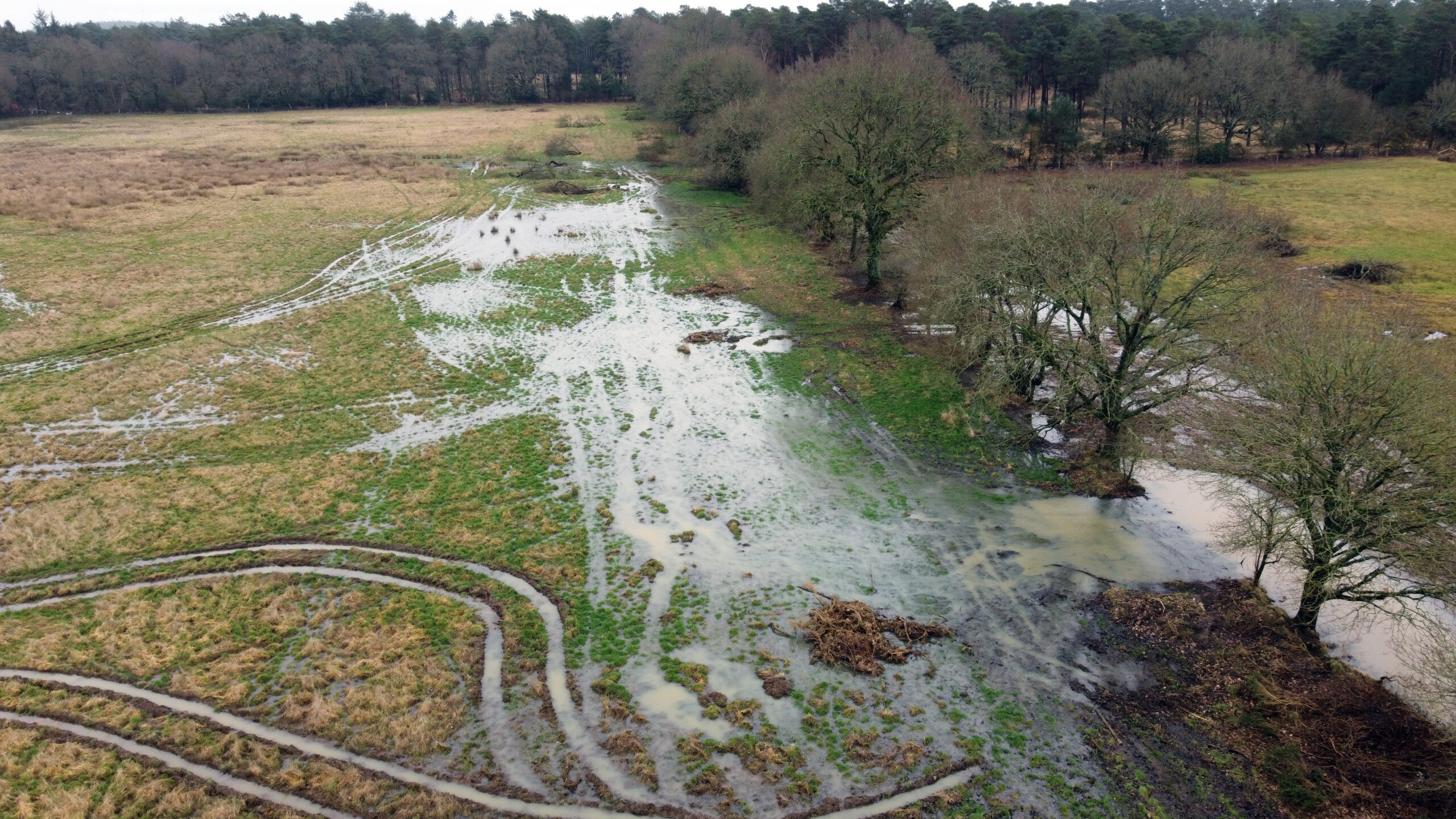 Wetlands on the Wild Woodbury site. Picture: Peter Stone
