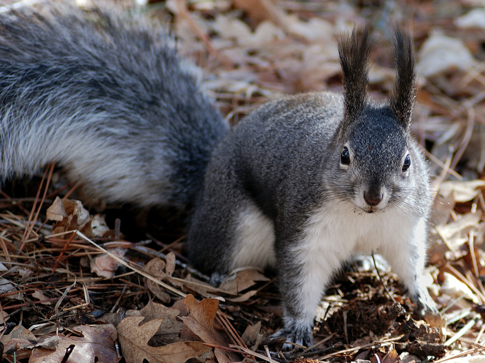 Grey squirrels are an ‘introduced species’.  PHOTO: David Mark/Pixabay