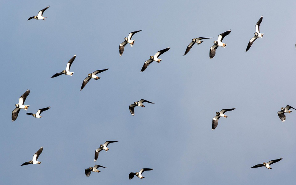Lapwings are in serious decline and are on the red list of threatened species