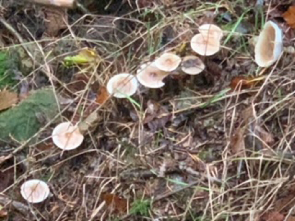 An abundance of fungi has been flourishing in the warm damp weather