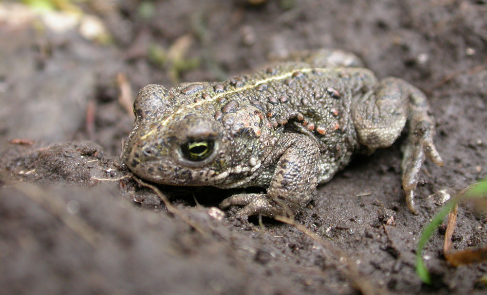 Dorset Wildlife Trust, The natterjack toad. Photo By Philip Precey