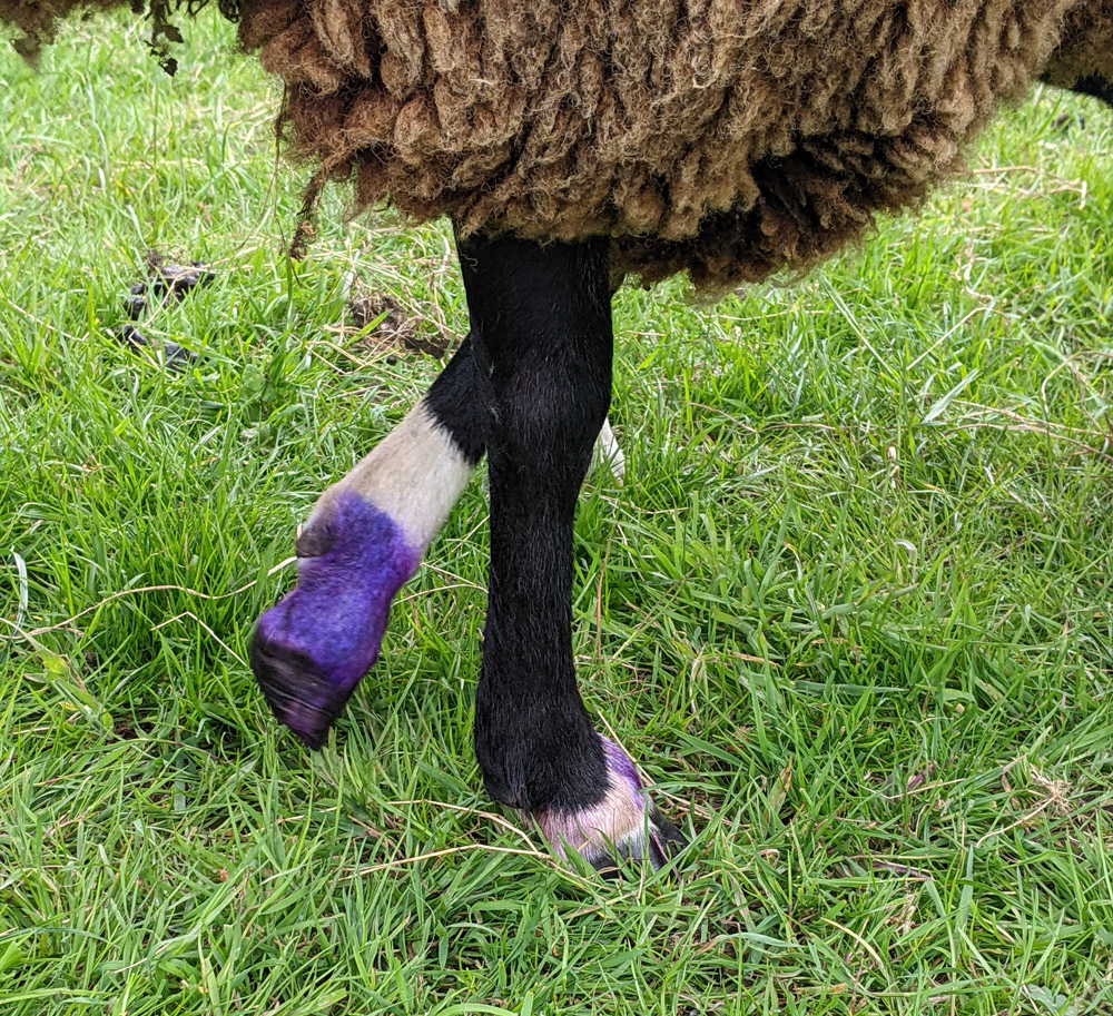 Three main issues can affect sheep feet – scald, foot rot and codd (contagious digital dermatitis).