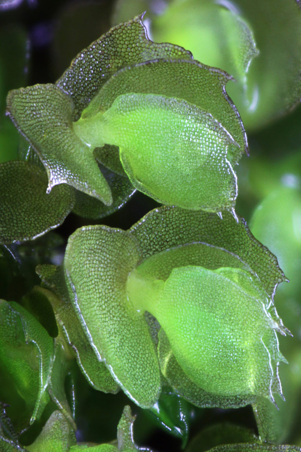 Photos: Rachel Harries; Alastair Hotchkiss; John Bridges; Steven Heathcote;Trevor Pendleton; Paul Williams