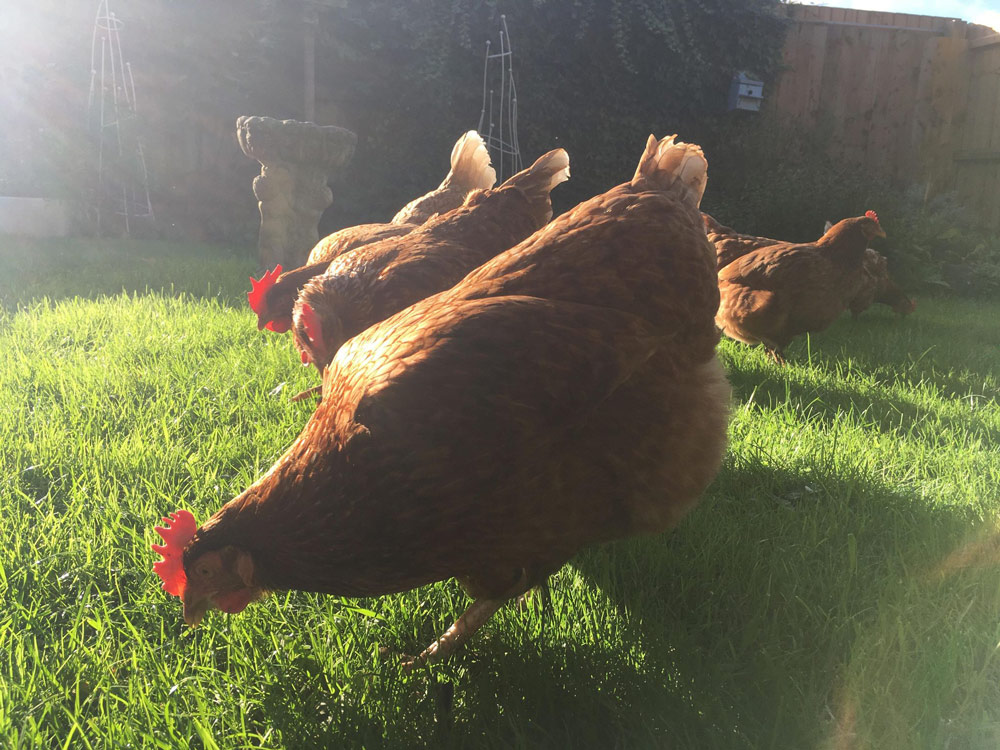 Re-Homing Hens in Hazelbury Bryan