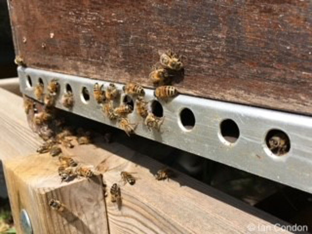 Putting the bees to bed for winter